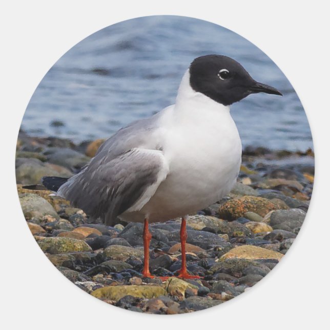 Bonaparte's Gull at the Beach Classic Round Sticker (Front)