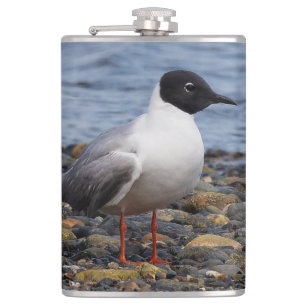 Bonaparte's Gull at the Beach Hip Flask