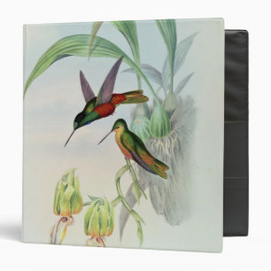 Bonaparte's Star Fronted Hummingbird (coloured lit Binder