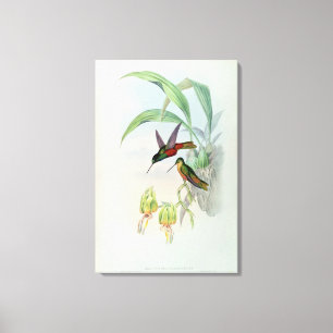 Bonaparte's Star Fronted Hummingbird (coloured lit Canvas Print