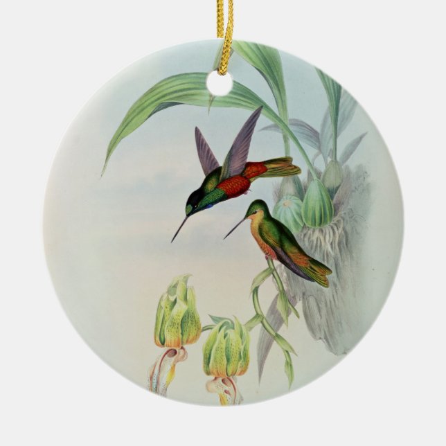 Bonaparte's Star Fronted Hummingbird (coloured lit Ceramic Ornament (Front)