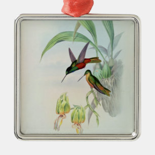 Bonaparte's Star Fronted Hummingbird (coloured lit Metal Ornament