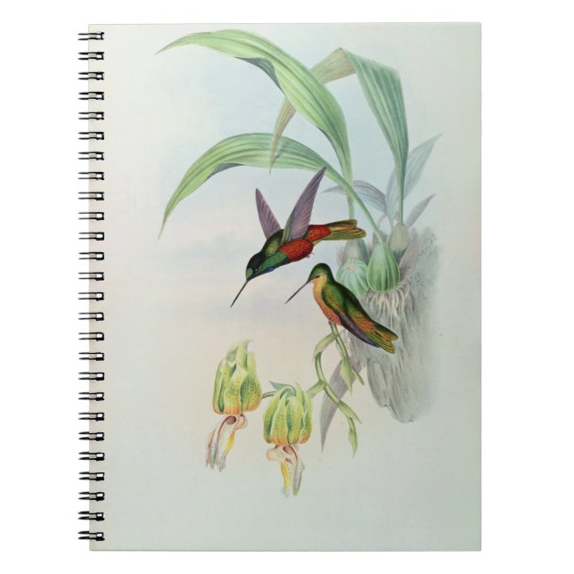 Bonaparte's Star Fronted Hummingbird (coloured lit Notebook (Front)