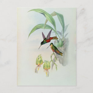 Bonaparte's Star Fronted Hummingbird (coloured lit Postcard