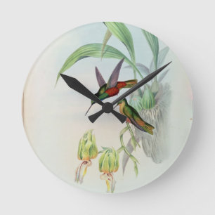 Bonaparte's Star Fronted Hummingbird (coloured lit Round Clock