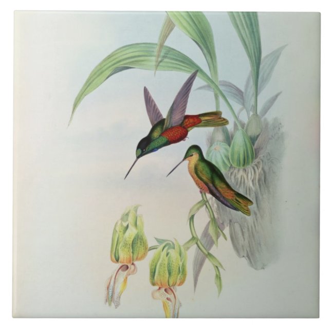 Bonaparte's Star Fronted Hummingbird (coloured lit Tile (Front)