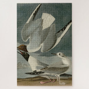 Bonapartian Gull from Audubon's Birds of America Jigsaw Puzzle