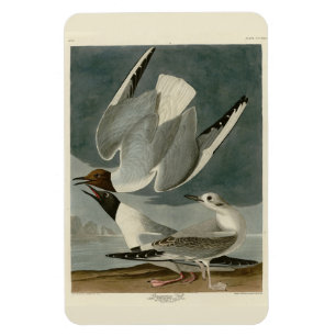 Bonapartian Gull from Audubon's Birds of America Magnet