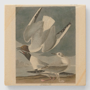Bonapartian Gull from Audubon's Birds of America Stone Coaster