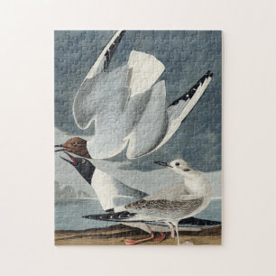 Bonapartian Gull from Birds of America Jigsaw Puzzle