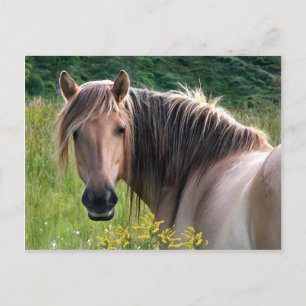 "Bonar" Highland Pony Postcard