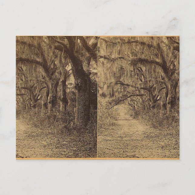 Bonaventura Cemetery, Savannah, Ga. c. 1863 Postcard (Front)