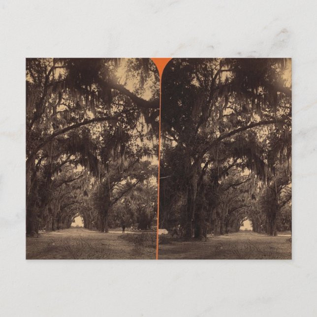 Bonaventure Cemetery, Savannah, Ga c. 1886 Postcard (Front)