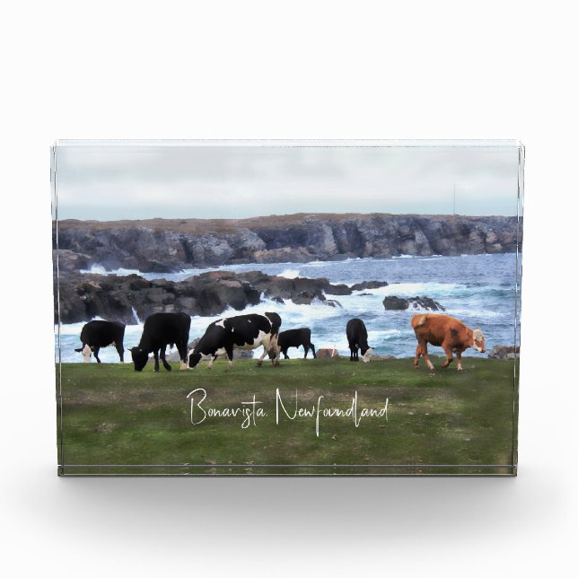 Bonavista Newfoundland Cattle Photo Block (Front)