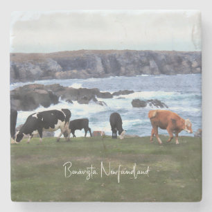 Bonavista Newfoundland Cattle  Stone Coaster