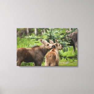 Bonded Moose Calves Canvas Print