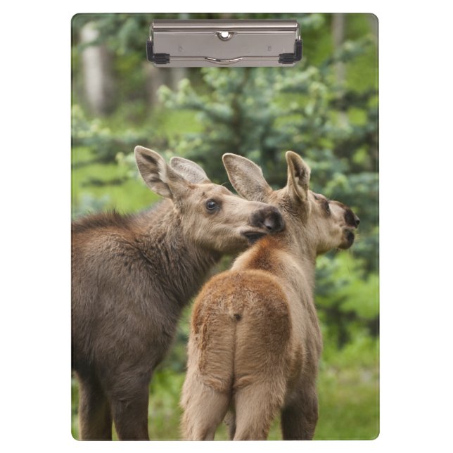 Bonded Moose Calves Clipboard (Front)