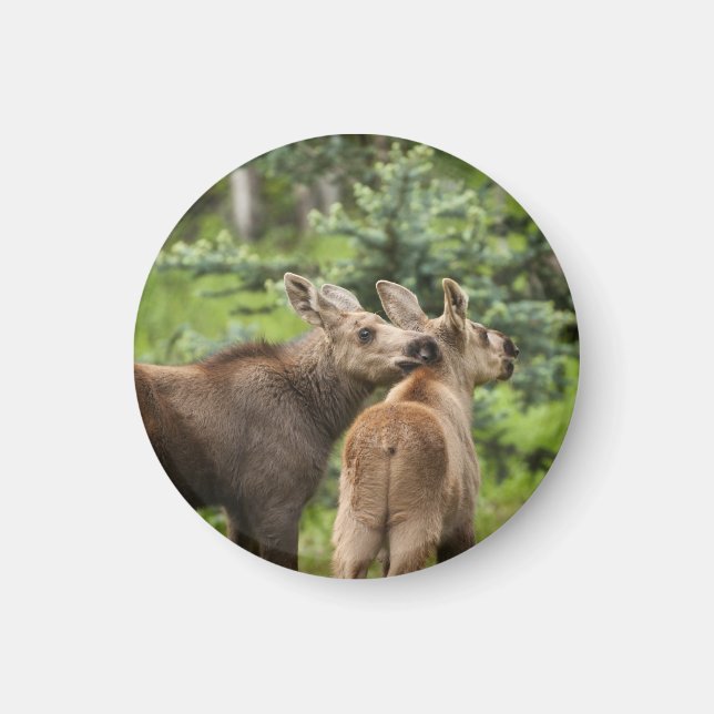 Bonded Moose Calves Magnet (Front)