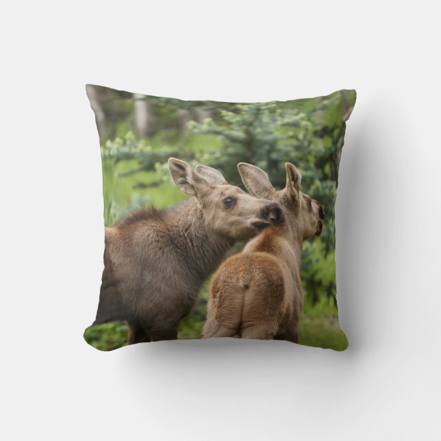 Bonded Moose Calves Throw Pillow (Front)