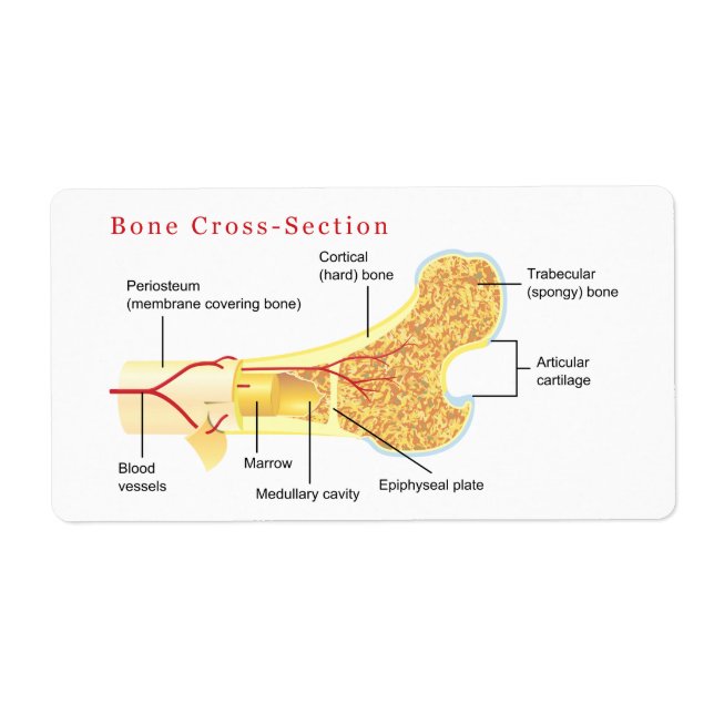 Bone Cross Section Diagram (Front)