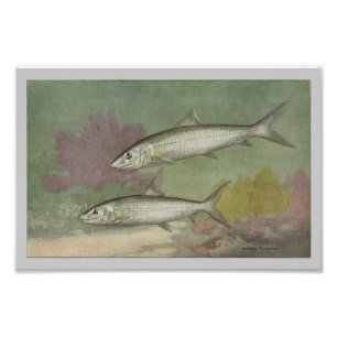 Bone-Fish Vintage Fish Print