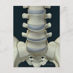 Bones of Lumbar Vertebrae 2 Postcard