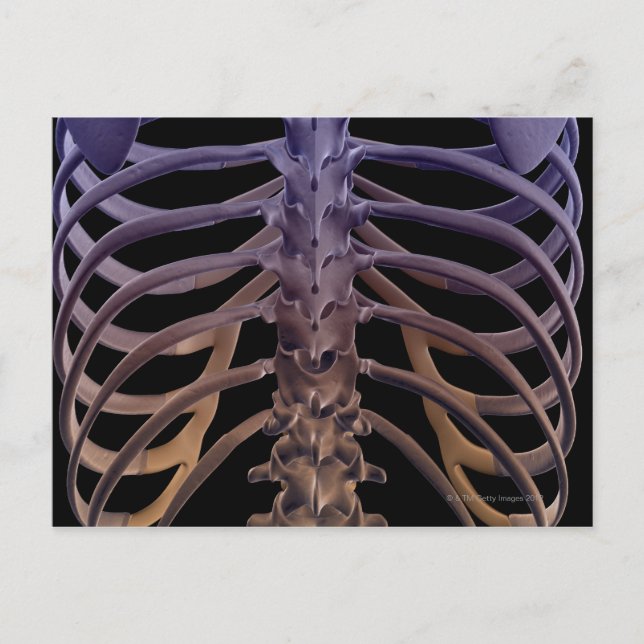 Bones of the Back Postcard (Front)