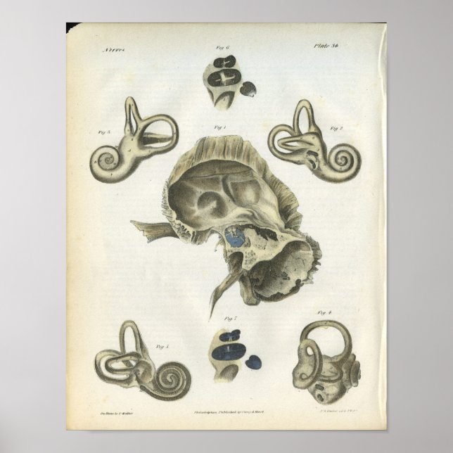 Bones of the Ear Anatomy Print (Front)