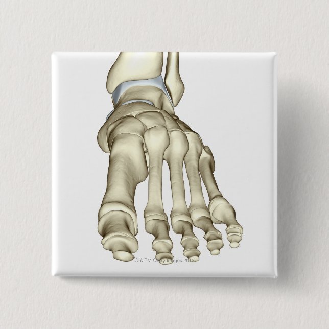 Bones of the Foot 8 2 Inch Square Button (Front)