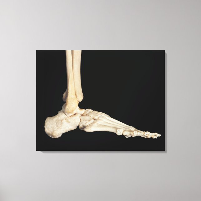 Bones of the Foot Canvas Print (Front)