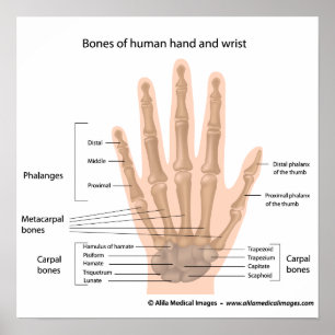 Bones of the hand, labelled diagram. poster