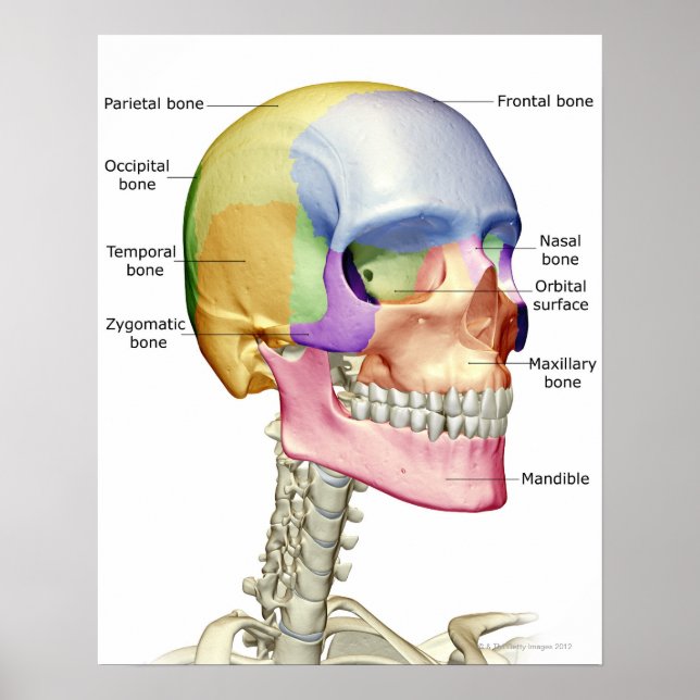 Bones of the Head and Neck 3 Poster (Front)