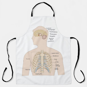 Bones of the human chest apron