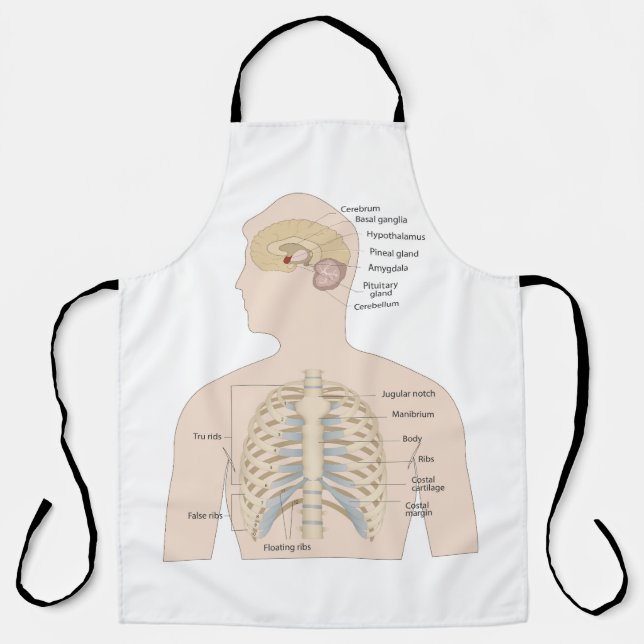 Bones of the human chest  apron (Front)