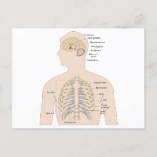 Bones of the human chest Postcard