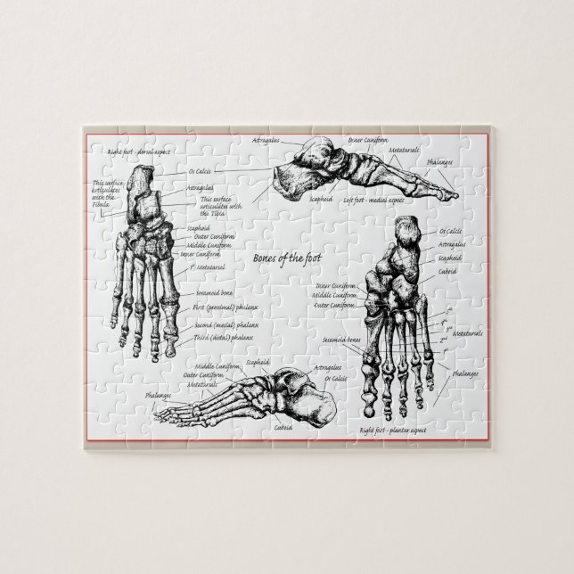 Bones of the Human Foot Jigsaw Puzzle (Horizontal)