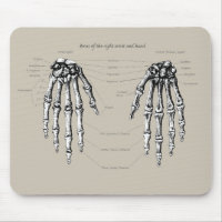 Bones of the human hand
