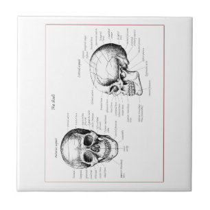 Bones of the human skull tile