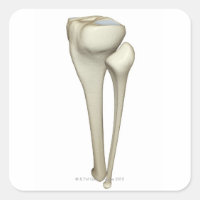 Bones of the Leg 4