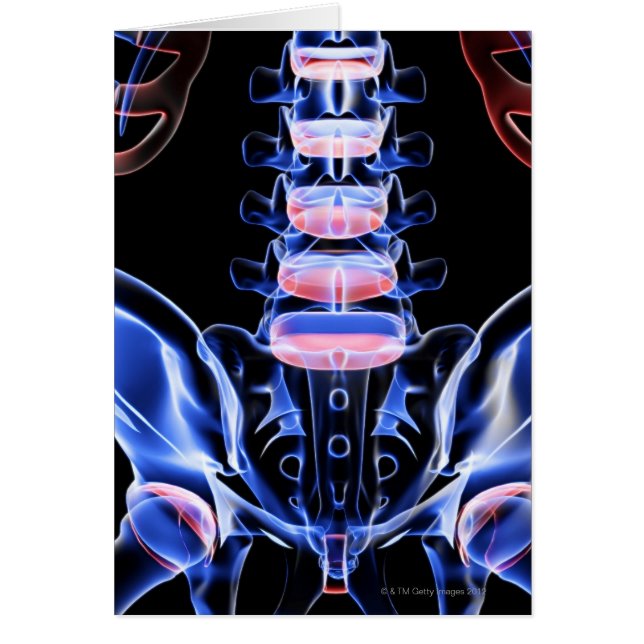 Bones of the Lower Back 5 (Front)