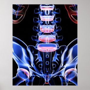 Bones of the Lower Back 5 Poster