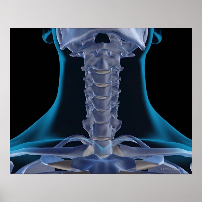 Bones of the Neck 2 Poster (Front)