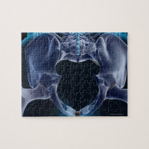 Bones of the Pelvis Jigsaw Puzzle