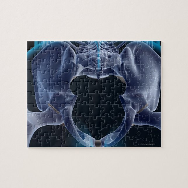 Bones of the Pelvis Jigsaw Puzzle (Horizontal)