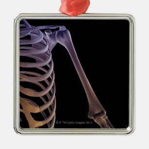 Bones of the Shoulder Metal Ornament