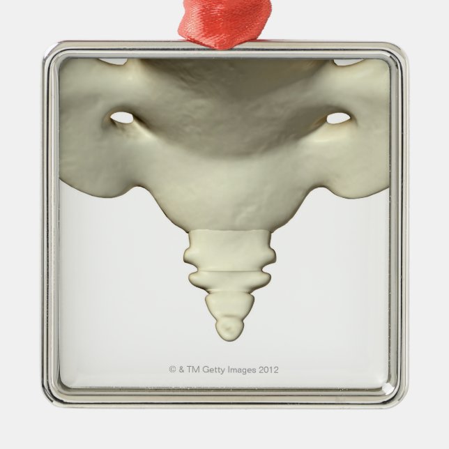 Bones of the Tail Bone Metal Ornament (Front)
