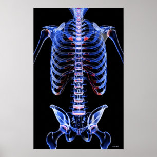 Bones of the Trunk Poster