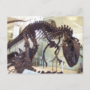 Bones Postcard