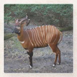 Bongo (Antelope) Glass Coaster