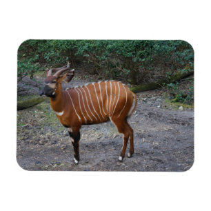 Bongo (Antelope) Magnet
